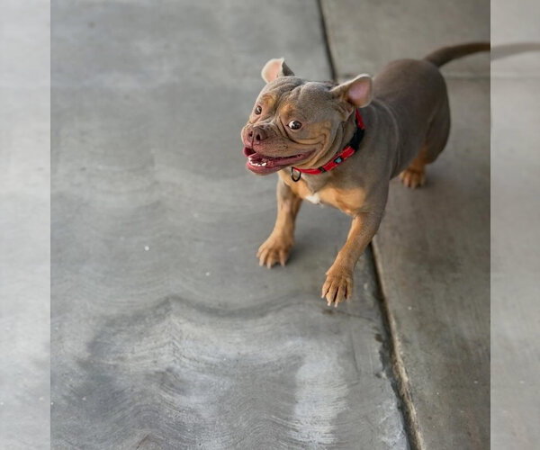 Medium Photo #4 Bulldog-Unknown Mix Puppy For Sale in Las Vegas, NV, USA