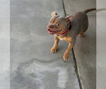 Small #3 Bulldog Mix