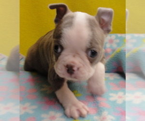 Boston Terrier Puppy for Sale in BEND, Oregon USA