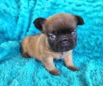 Small Photo #5 French Bulldog Puppy For Sale in LAS VEGAS, NV, USA