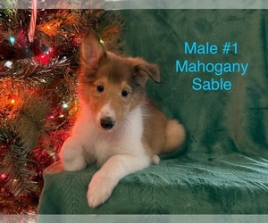 Collie Puppy for Sale in FOXBORO, Wisconsin USA