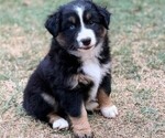 Puppy Aspen Miniature Australian Shepherd