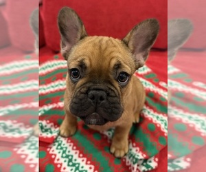 French Bulldog Puppy for sale in TAMPA, FL, USA