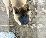 Small Photo #9 Akita Puppy For Sale in NASHVILLE, IN, USA