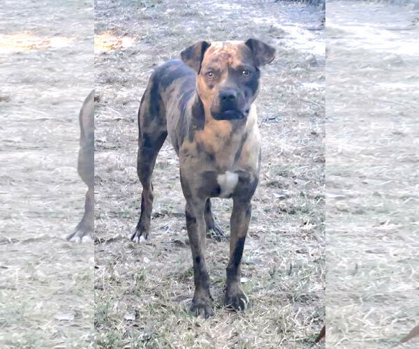 Medium Photo #4 Boxerhoula Puppy For Sale in Redfield, AR, USA