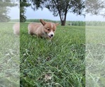 Small Photo #13 Pembroke Welsh Corgi Puppy For Sale in MILFORD, IN, USA