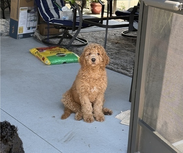 Medium Photo #4 Goldendoodle Puppy For Sale in GIBSONTON, FL, USA