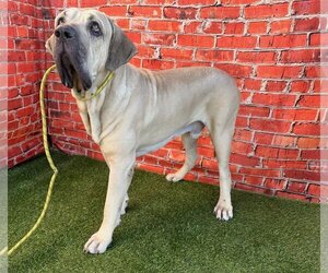 Fila Brasileiro Dogs for adoption in Goodyear, AZ, USA