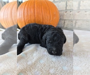 Goldendoodle Puppy for sale in WILLIAMSTOWN, KY, USA