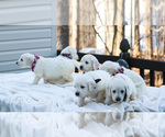 Small Photo #2 Goldendoodle Puppy For Sale in ROUGEMONT, NC, USA