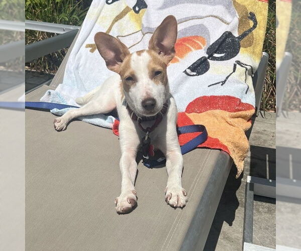 Medium Photo #3 Jack Russell Terrier-Unknown Mix Puppy For Sale in Boston, MA, USA