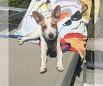 Small #2 Jack Russell Terrier Mix