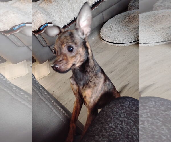 Medium Photo #1 Chihuahua-Unknown Mix Puppy For Sale in Topeka, KS, USA