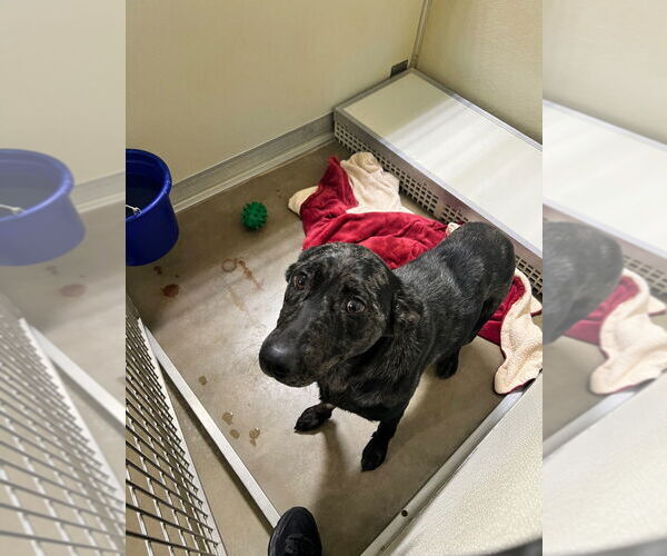 Medium Photo #2 Affenpinscher Puppy For Sale in Pierceton , IN, USA