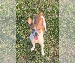 Mother of the Rat Terrier puppies born on 06/25/2026