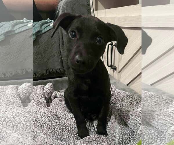 Medium Photo #1 Labrador Retriever-Unknown Mix Puppy For Sale in Spring Lake, NC, USA