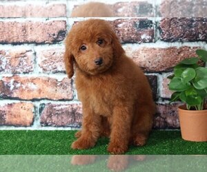 Goldendoodle Puppy for sale in BEL AIR, MD, USA