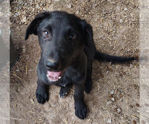 Labrador Retriever-Unknown Mix Dogs for adoption in Linton, IN, USA