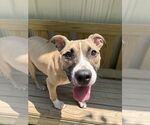 Small #5 Mutt