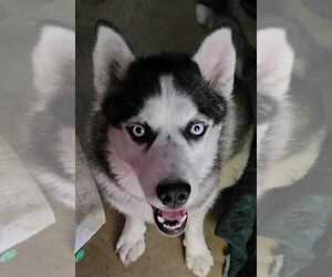 Siberian Husky Puppy for sale in SPRINGFIELD, OH, USA