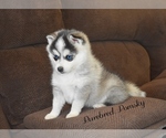 Small #3 Pomsky