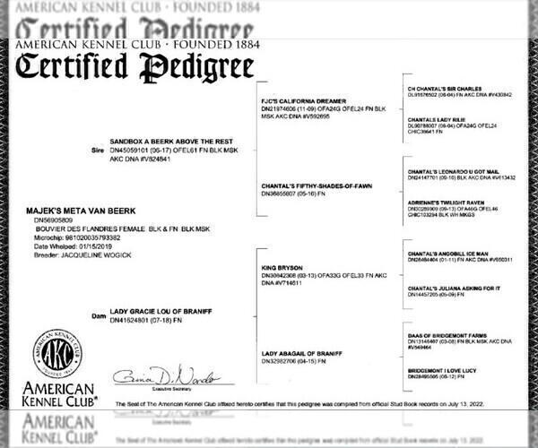 Medium Photo #3 Bouvier Des Flandres Puppy For Sale in BLANCO, TX, USA