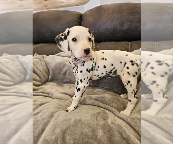 Medium Photo #1 Dalmatian Puppy For Sale in LEIPSIC, OH, USA