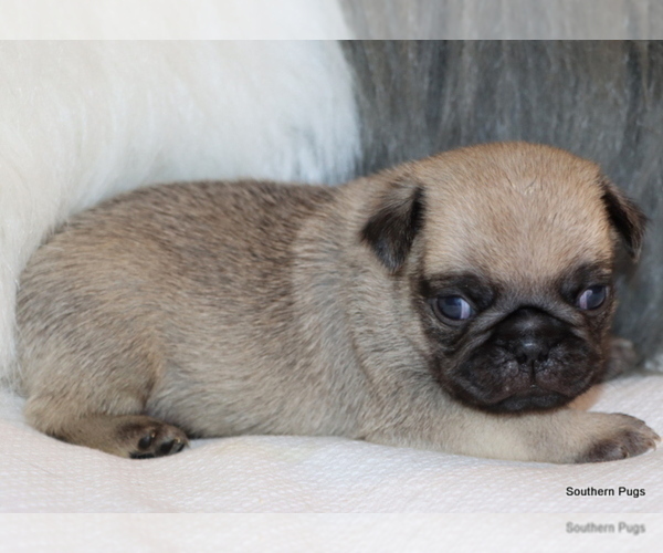 Medium Photo #8 Pug Puppy For Sale in WINNSBORO, TX, USA