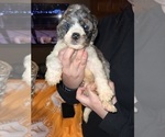 Small #3 Bernedoodle