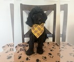 Puppy Yellow Boy Irish Doodle-Miniature Bernedoodle Mix