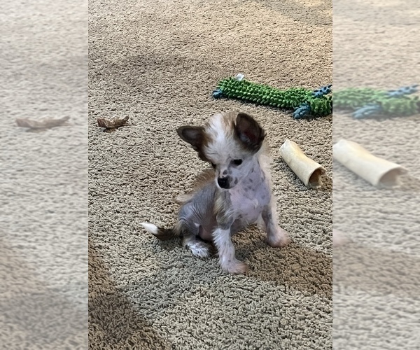 Medium Photo #3 Chinese Crested Puppy For Sale in ALVORD, TX, USA