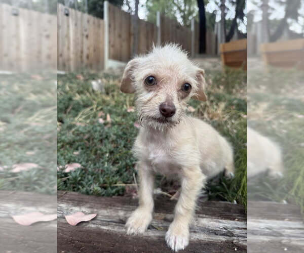Medium Photo #2 Mutt Puppy For Sale in Marina Del Rey, CA, USA