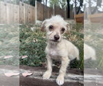 Small #1 Mutt