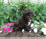 Puppy Brooke Maltipoo