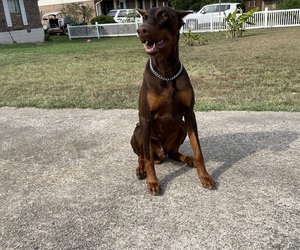 Doberman Pinscher Puppy for sale in JONESBORO, GA, USA