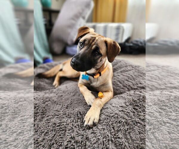 Medium Photo #2 Mutt Puppy For Sale in Plainfield, IL, USA