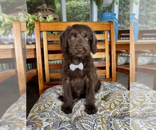 Medium Photo #5 Labradoodle Puppy For Sale in NOBLESVILLE, IN, USA