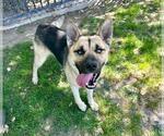 Small Photo #3 German Shepherd Dog Puppy For Sale in Riverside, CA, USA