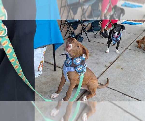 Medium Photo #6 Lab-Pointer Puppy For Sale in Bethesda, MD, USA