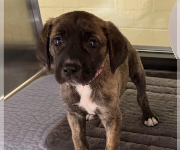 Medium Photo #1 Great Dane-Unknown Mix Puppy For Sale in Canton, CT, USA