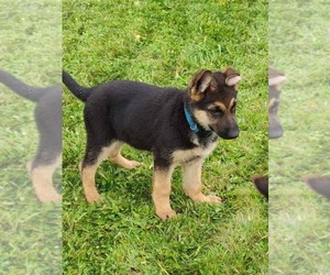 German Shepherd Dog Puppy for sale in OREGON CITY, OR, USA