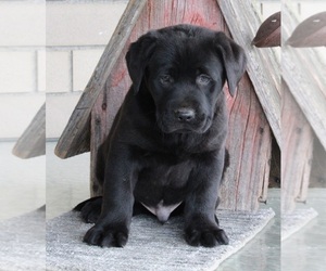 Labrador Retriever Puppy for sale in FREDERICKSBURG, OH, USA