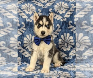 Siberian Husky Puppy for sale in QUARRYVILLE, PA, USA