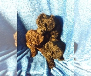 Poodle (Toy) Puppy for sale in SAVANNAH, GA, USA