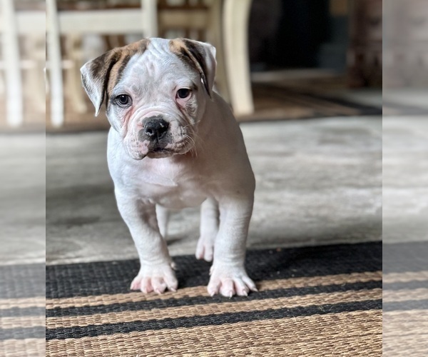 Medium Photo #4 American Bulldog Puppy For Sale in COLUMBIA, KY, USA
