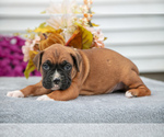 Puppy Tango Boxer