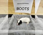 Puppy Boots English Setter