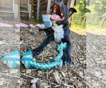 Small #6 Labrador Retriever Mix
