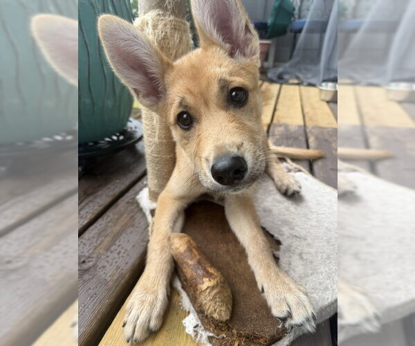 Medium Photo #2 Mutt Puppy For Sale in St. Louis Park, MN, USA