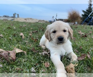 Golden Retriever Puppy for sale in IONIA, IA, USA